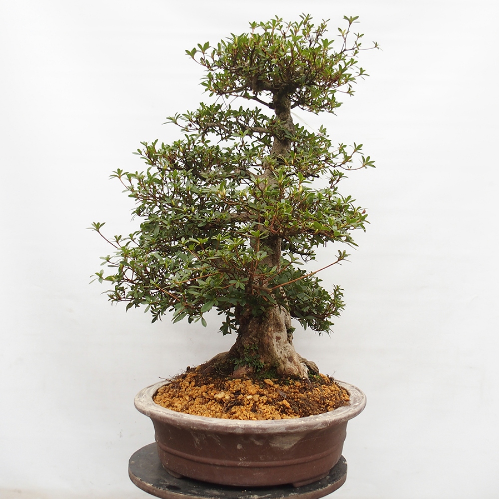 Bonsai da esterno - Azalea giapponese - Azalea Byakuren
