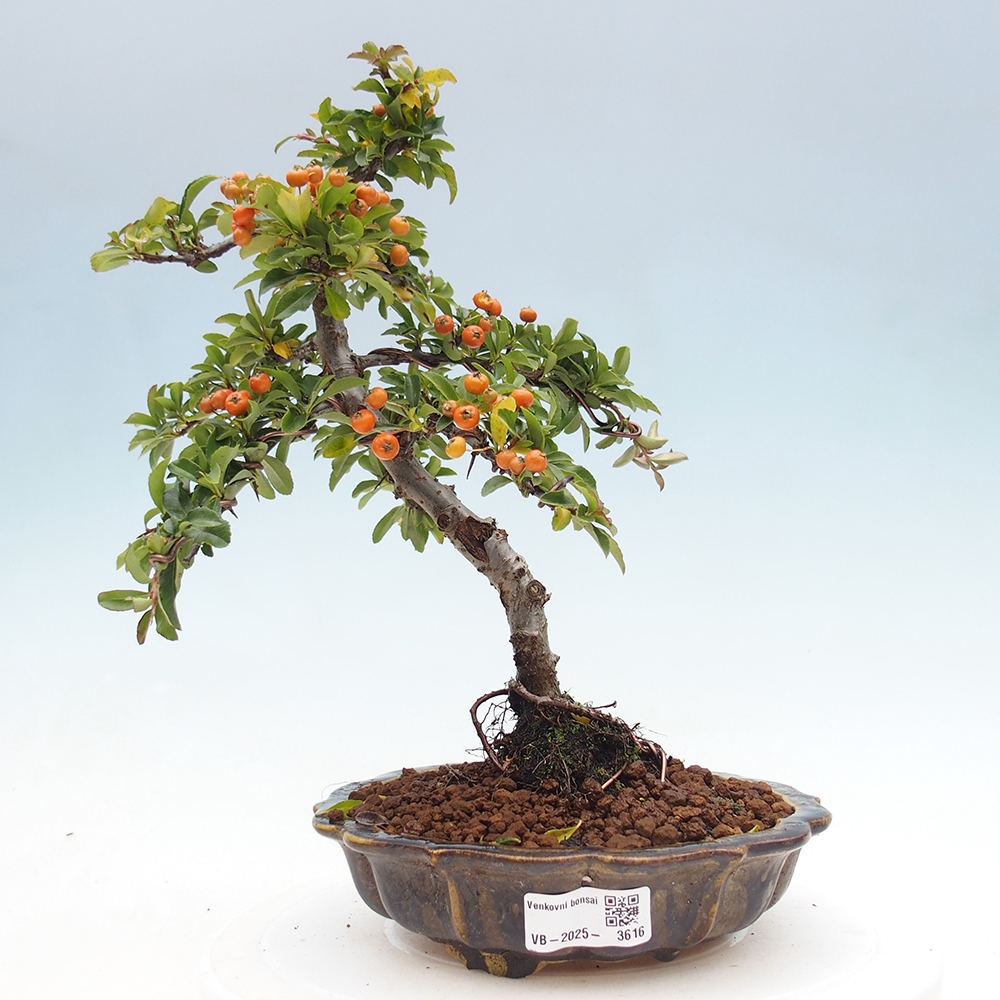 Bonsai da esterno-Pyracantha Teton -Hlox