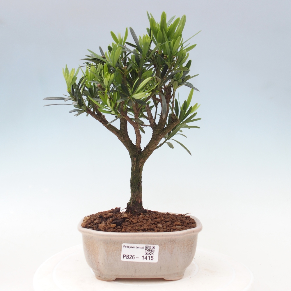 Camera bonsai - Podocarpus - Tasso delle pietre