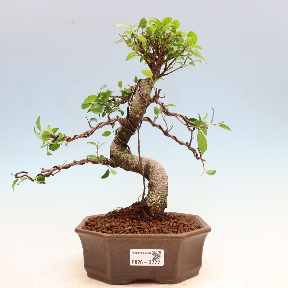 Camera bonsai - Ficus kimmen - ficus a foglie piccole