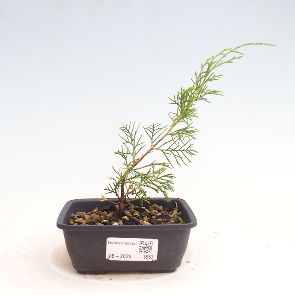 Bonsai da esterno - Juniperus chinensis Itoigawa
