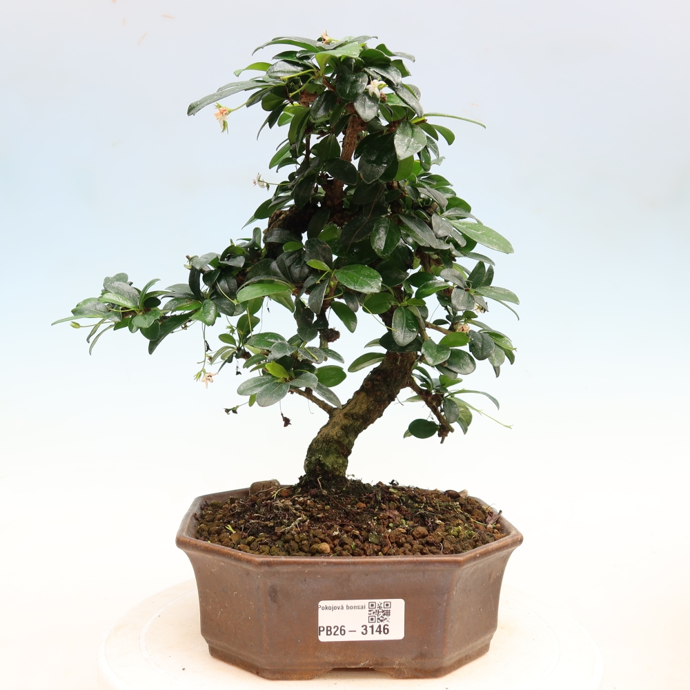 Camera bonsai - Carmona macrophylla - Tea fuki