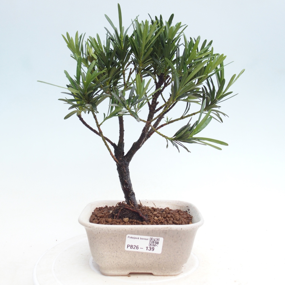 Camera bonsai - Podocarpus - Tasso delle pietre