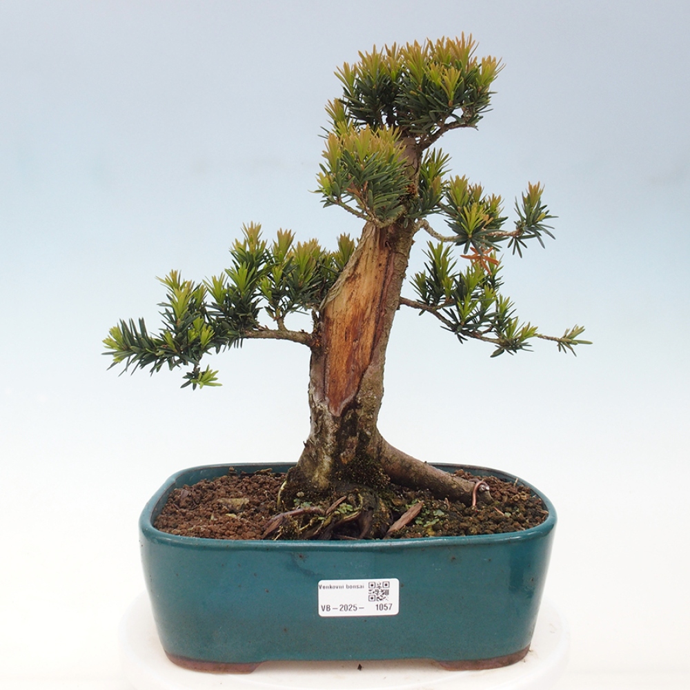 Bonsai da esterno - Taxus cuspidata - Tasso giapponese