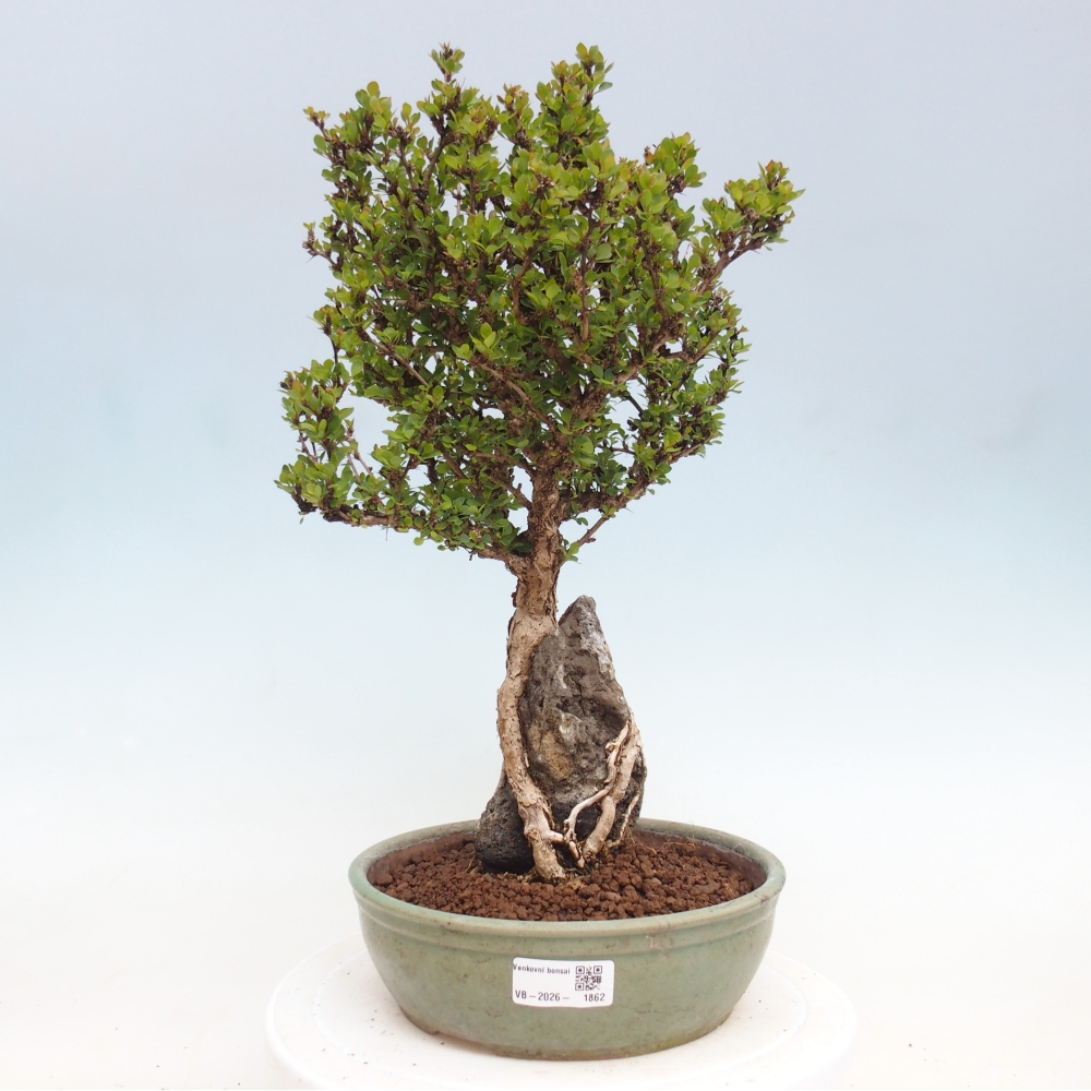 Bonsai da esterno - Berberis coreana