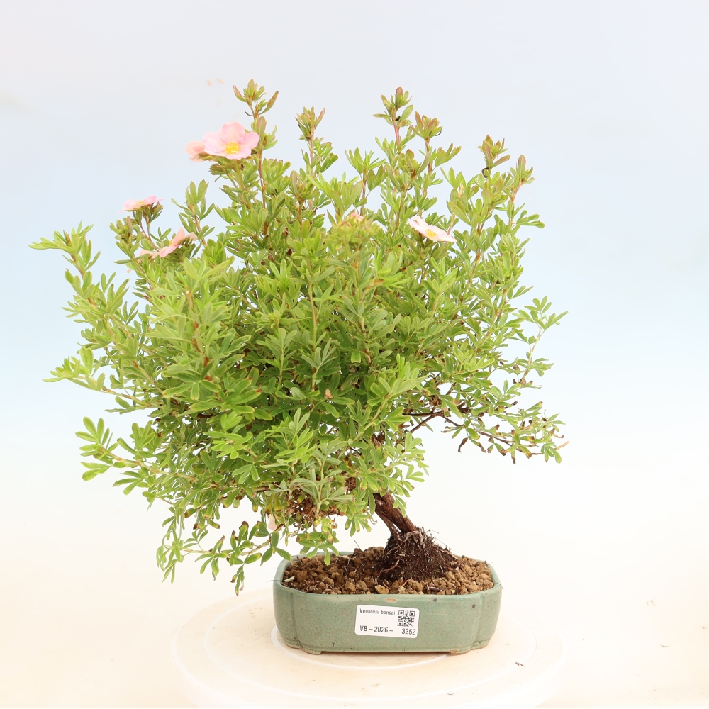 Bonsai da esterno - Potentilla fruticosa - Potentila fruticosa Bellissima