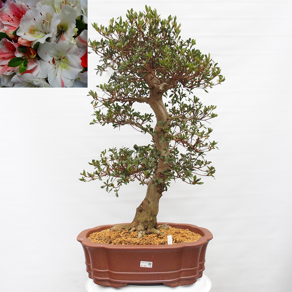 Bonsai da esterno - Azalea giapponese - Azalea Sansai
