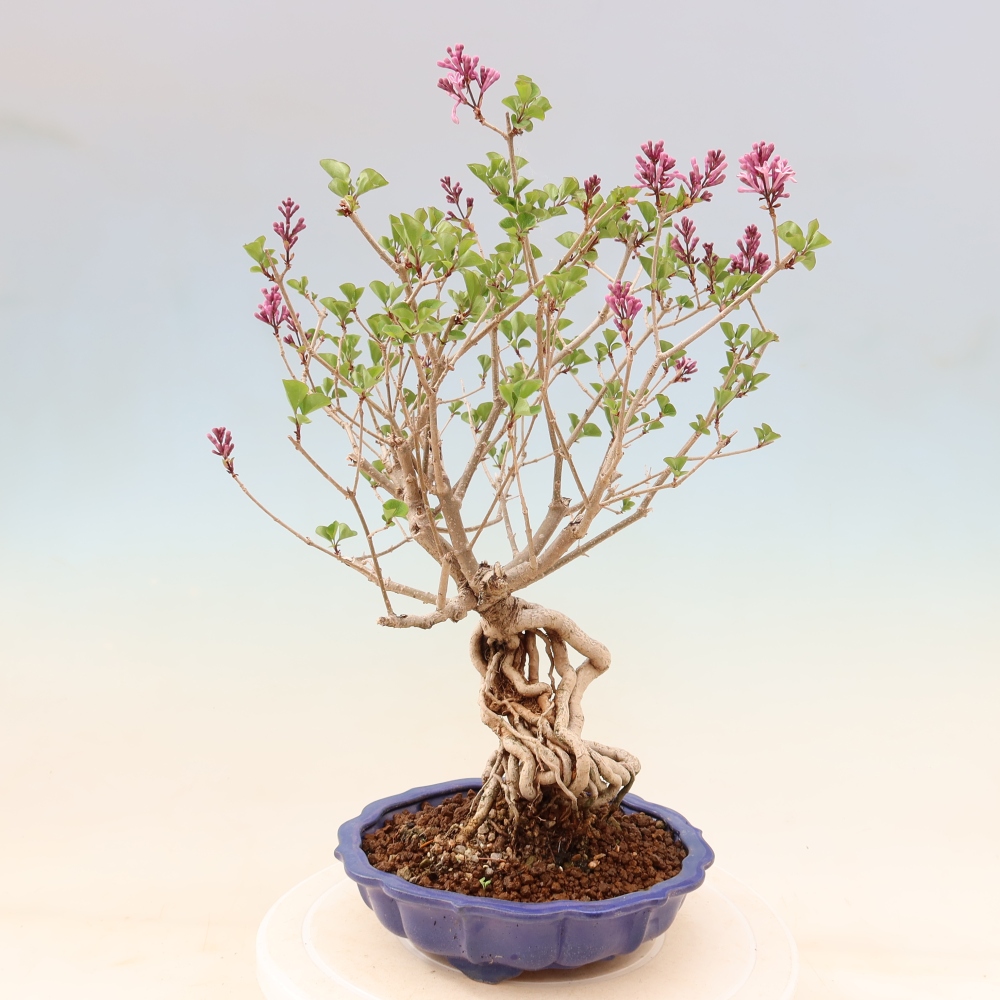 Bonsai da esterno - Syringa microphylla - lillà a fiore piccolo