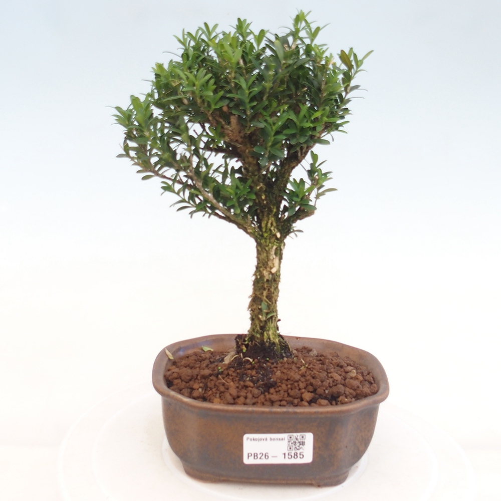 Camera bonsai - Buxus harlandii - buxus da sughero