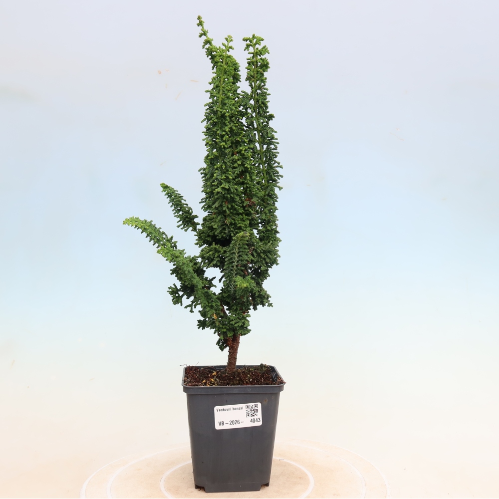 Bonsai da esterno - Cham. obtusa SEKKA HINOKI - Cipresso