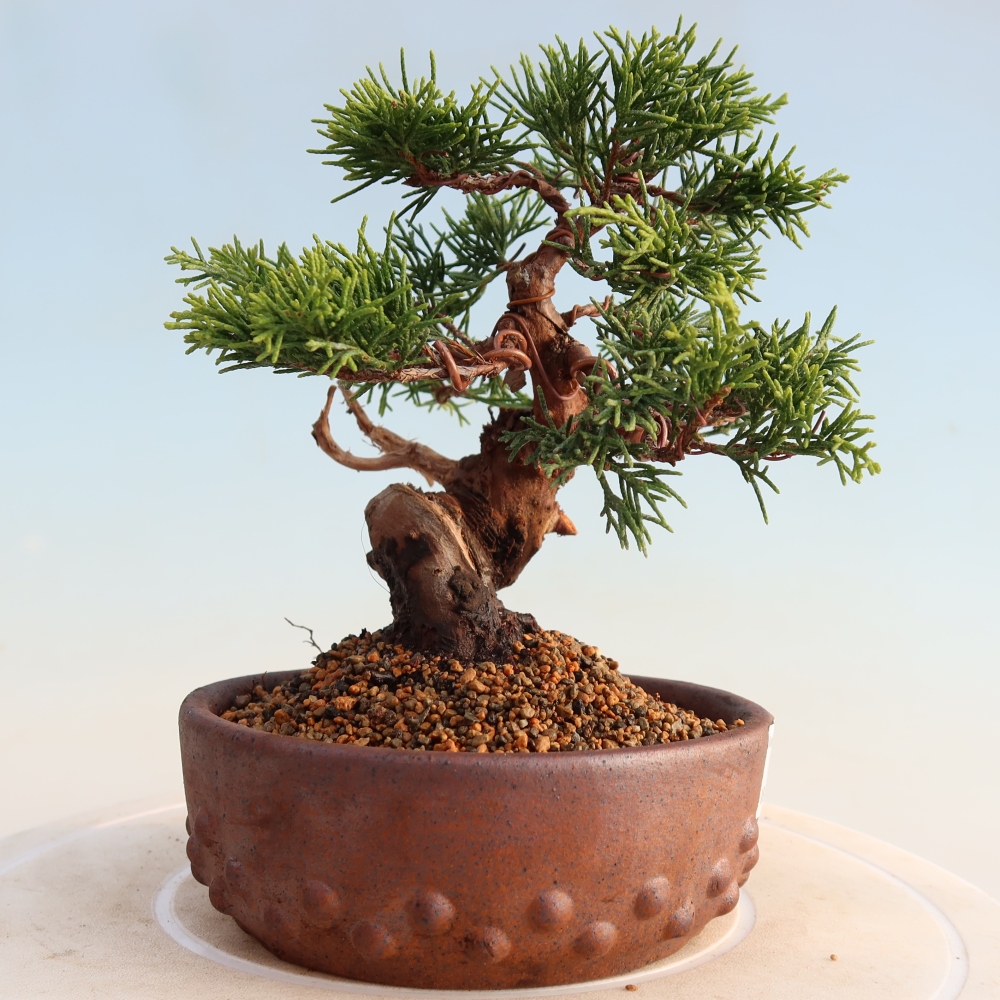 Bonsai da esterno - Juniperus chinensis Itoigawa