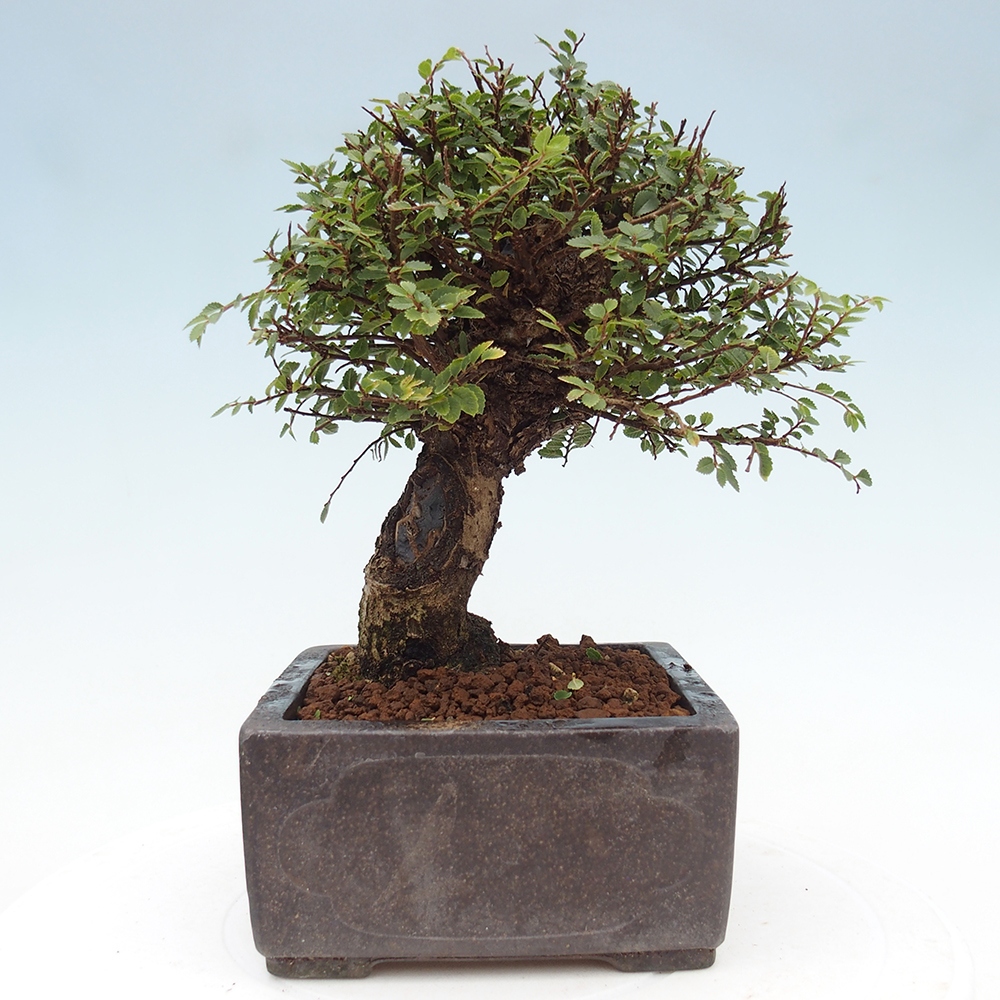 Bonsai da esterno - Ulmus parvifolia Hokkaido - Olmo cinese