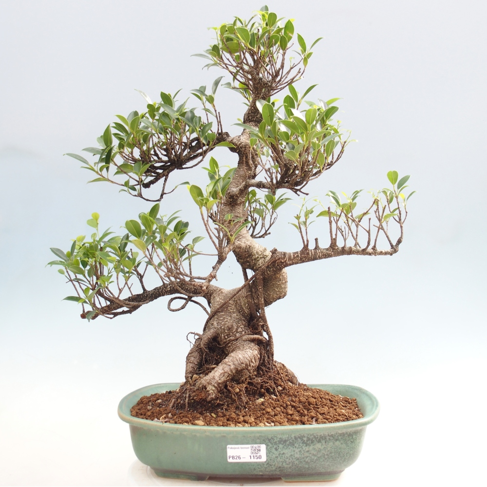 Camera bonsai - Ficus kimmen - ficus a foglie piccole