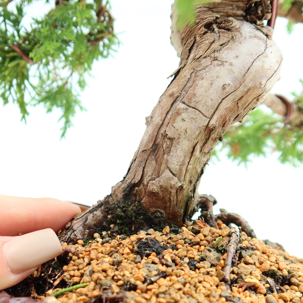 Bonsai da esterno - Juniperus chinensis Itoigawa-Juniperus chinensis