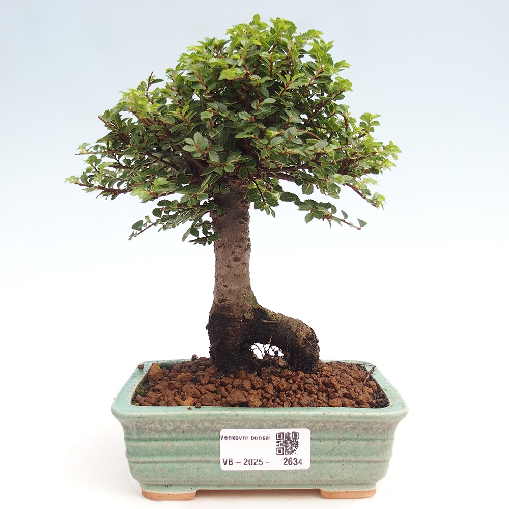 Bonsai da esterno - Ulmus parvifolia Hokkaido - Olmo cinese
