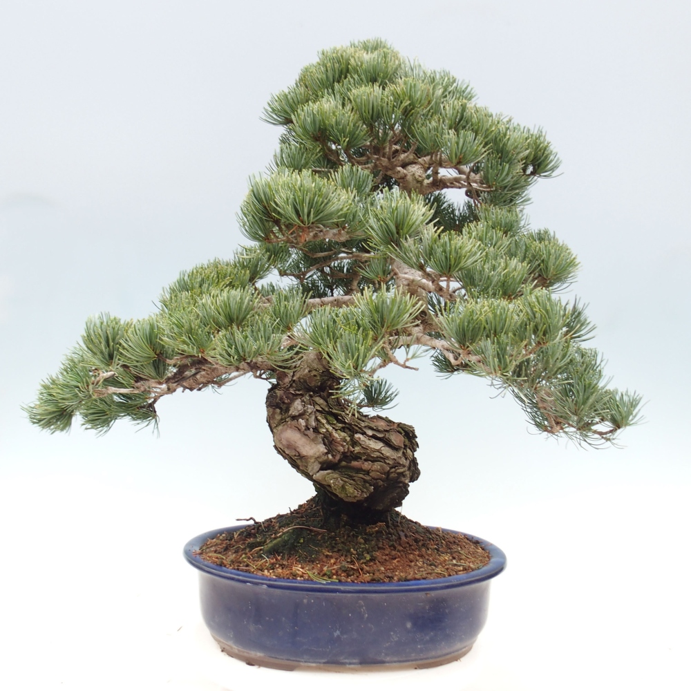 Bonsai da esterno - Pinus parviflora - Pinus parviflora