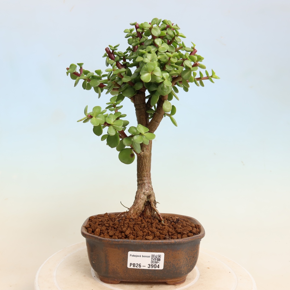Camera bonsai - Portulakaria Afra - Tlustice