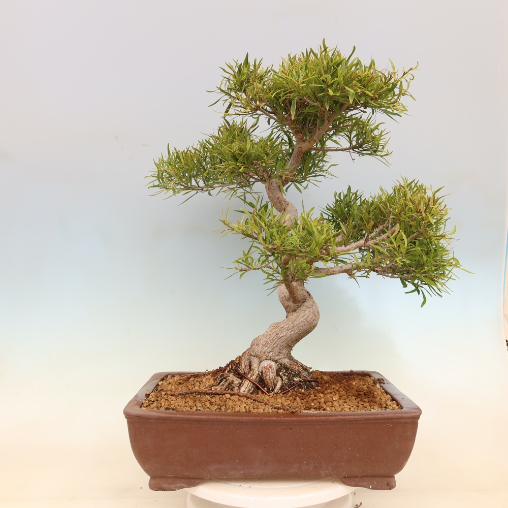 Camera bonsai - Ficus nerifolia - ficus a foglie piccole