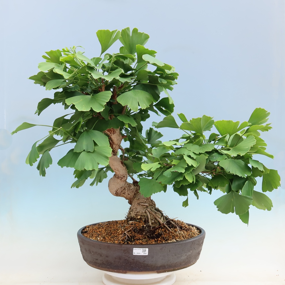 Bonsai da esterno - Ginkgo biloba - Ginkgo biloba