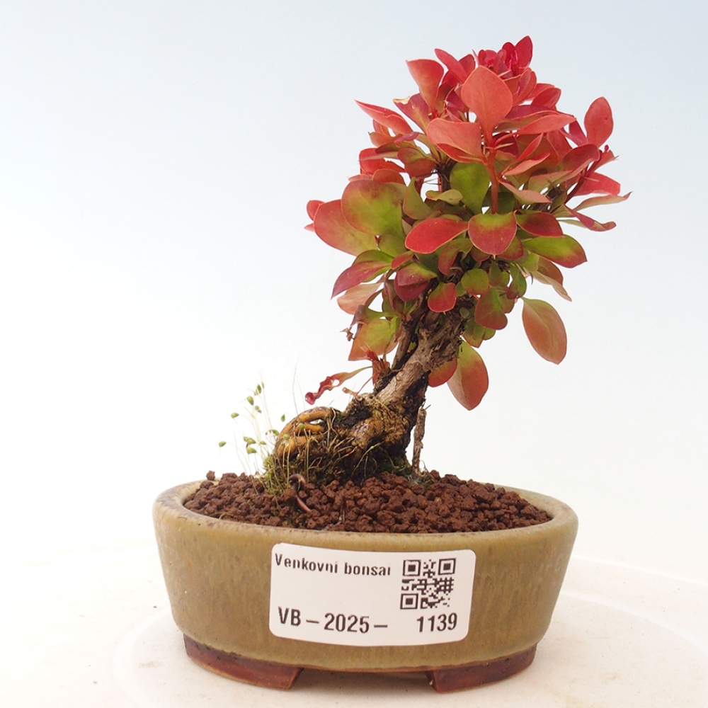 Bonsai da esterno - Berberis thunbergii Kobold