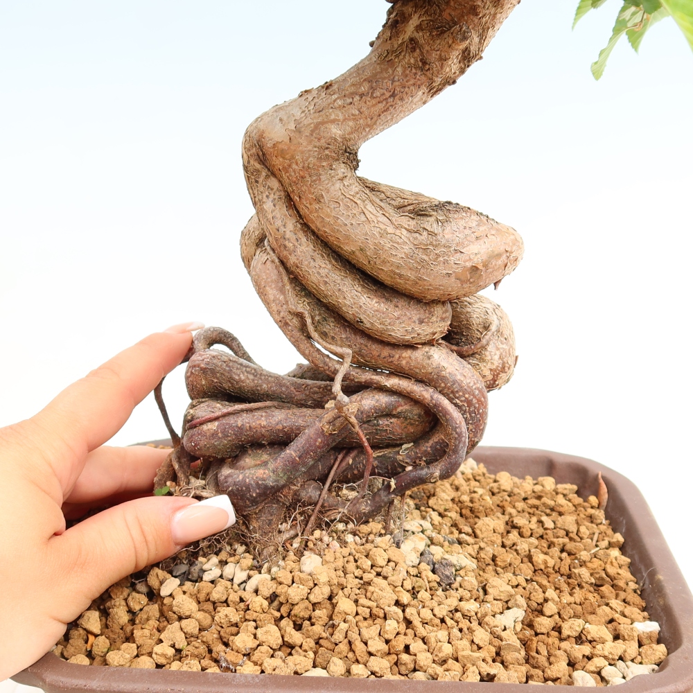 Bonsai da esterno -Carpinus Coreana - Carpino coreano