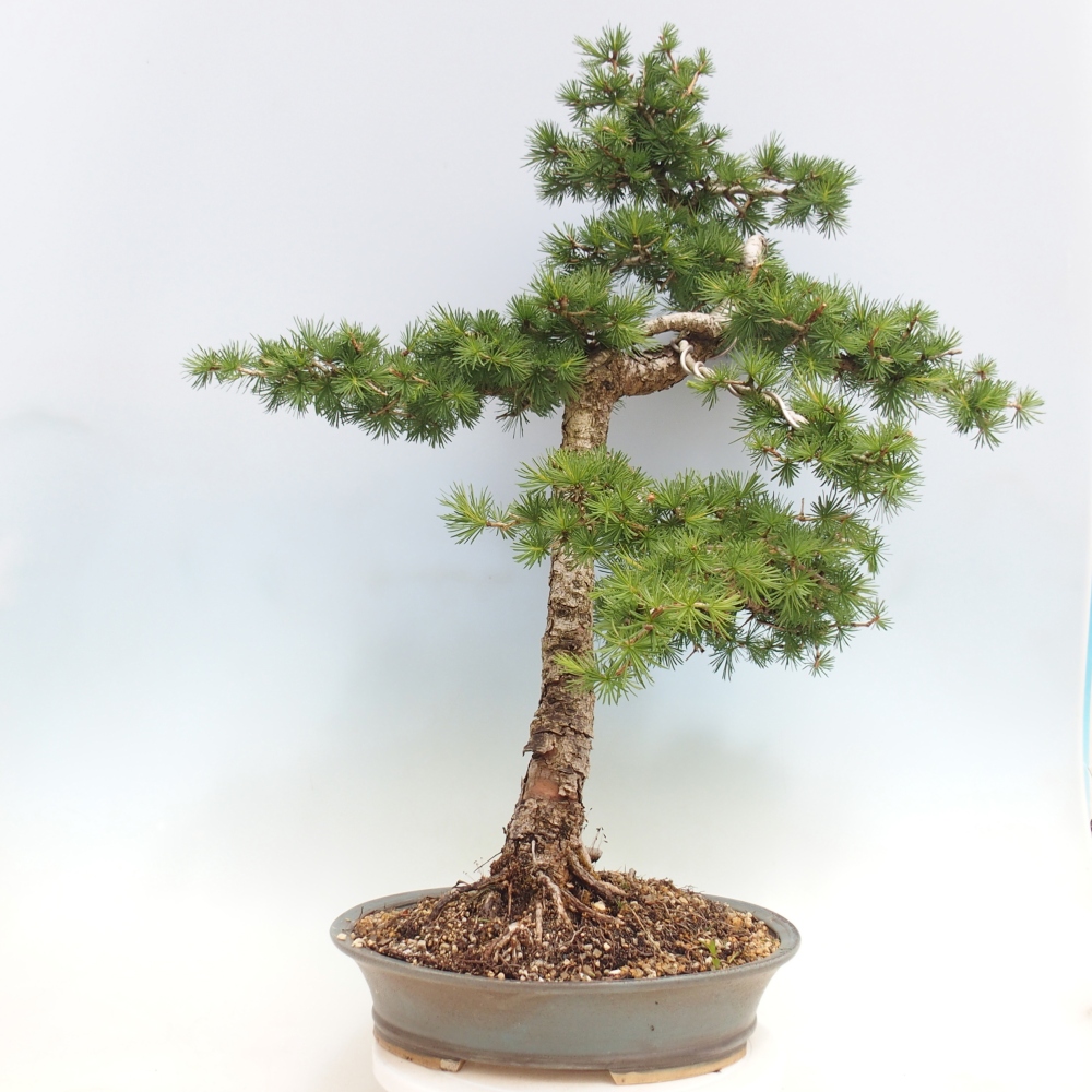 Bonsai da esterno -Larix decidua - Larice