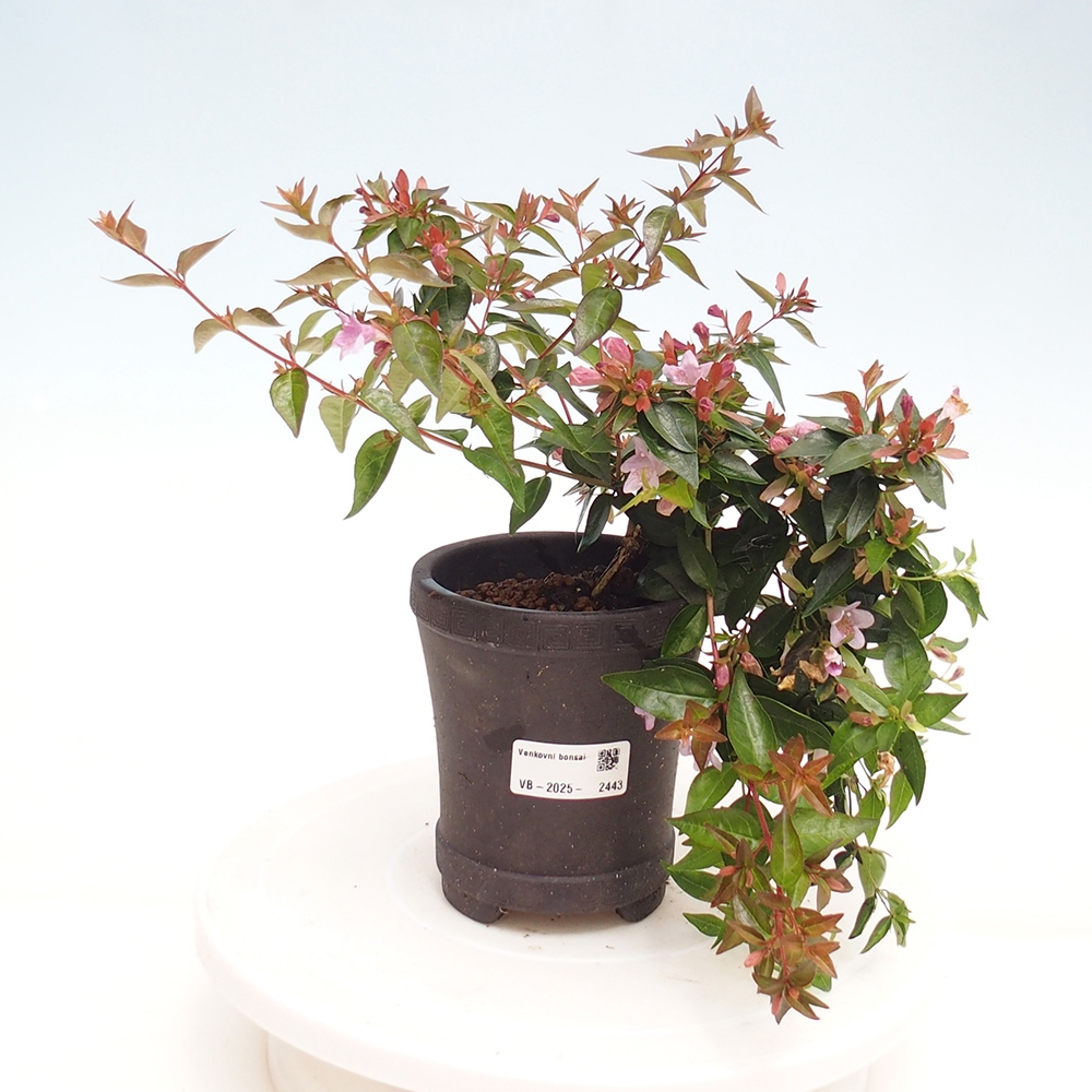 Bonsai da esterno - Abelia Grandiflora - Abelia grandiflora