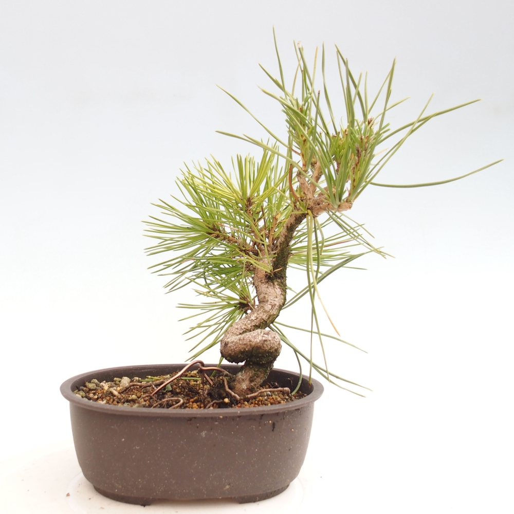 Bonsai da esterno - Pinus thunbergii - Pino di Thunberg