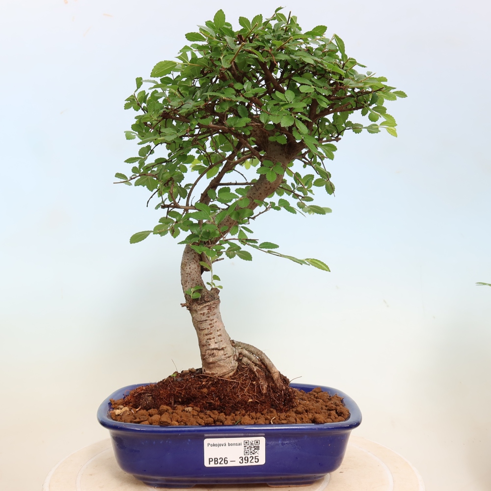 Camera bonsai - Ulmus parvifolia - Olmo a foglie piccole