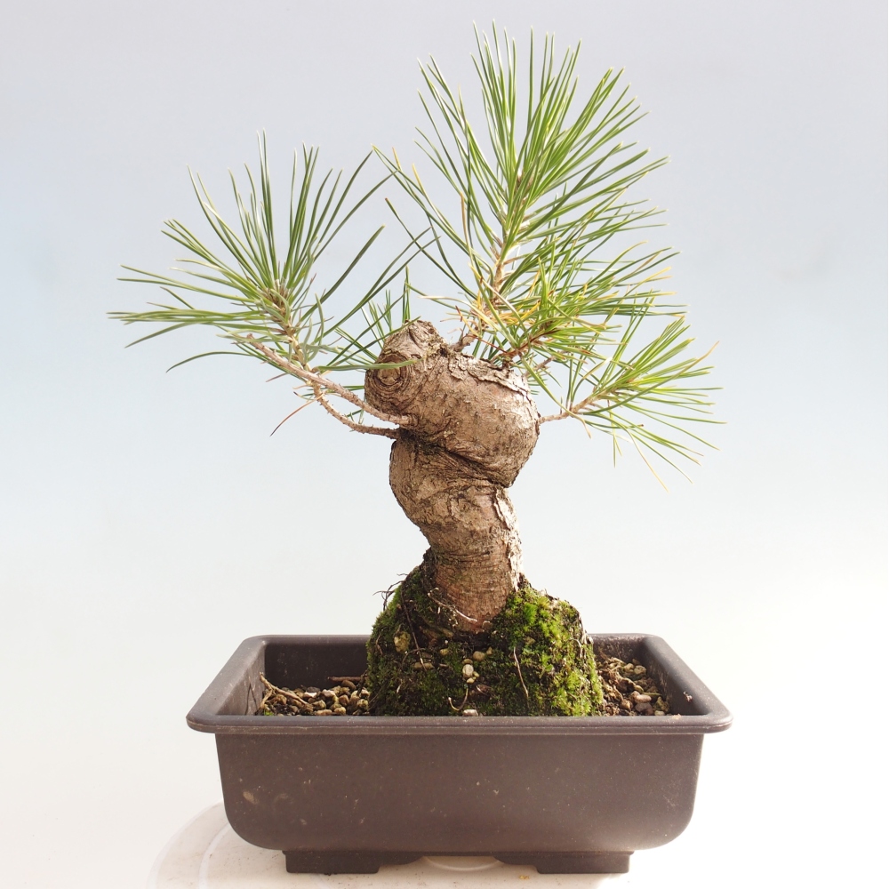 Bonsai da esterno - Pinus thunbergii - Pino di Thunberg