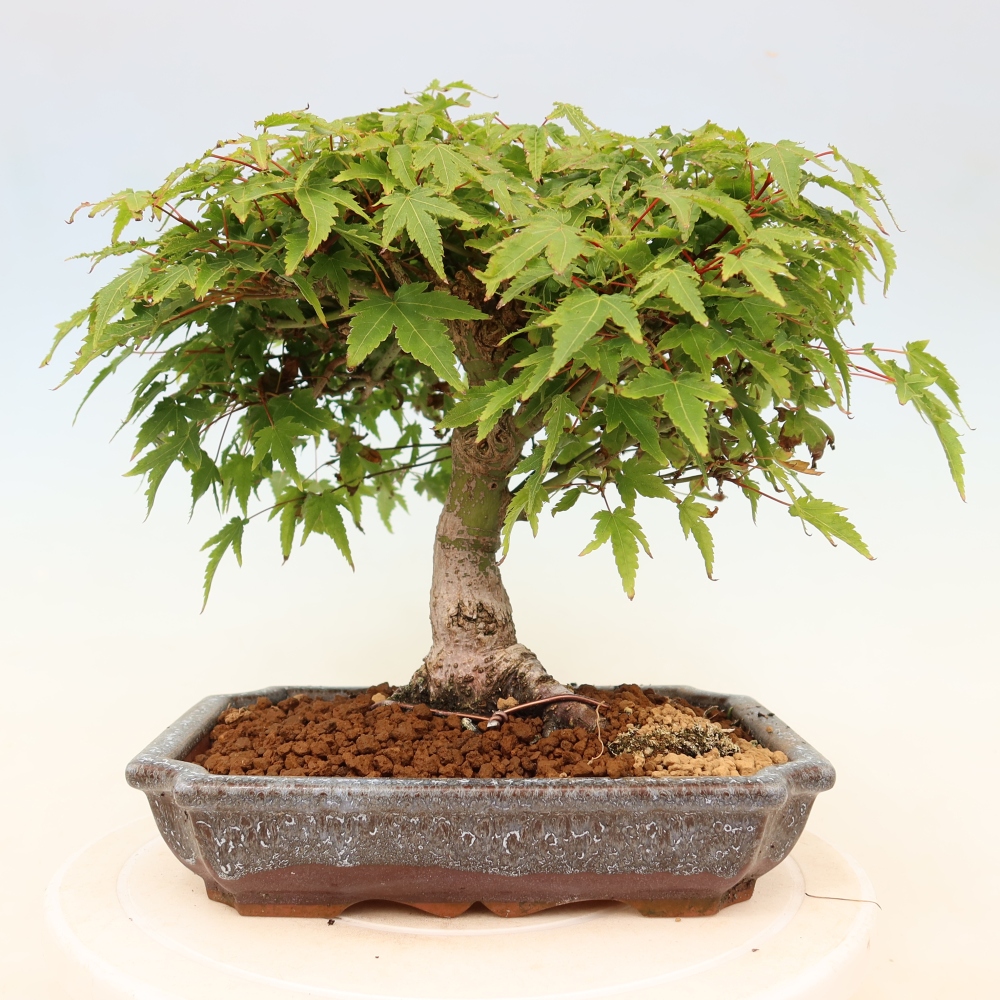 Acer palmatum KIOHIME - Acero palmato