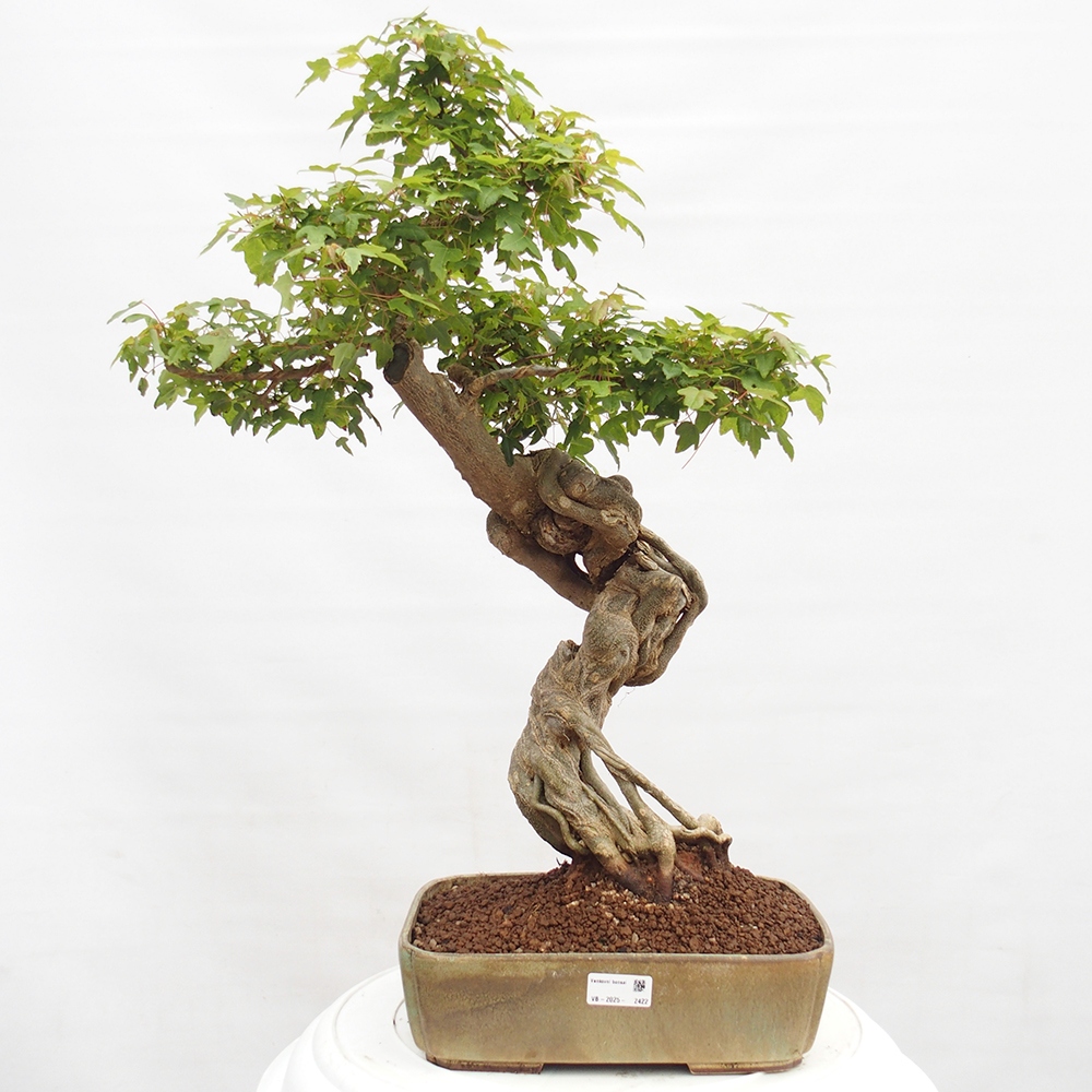 Bonsai da esterno - Acer Buergerianum - Acero di Burger