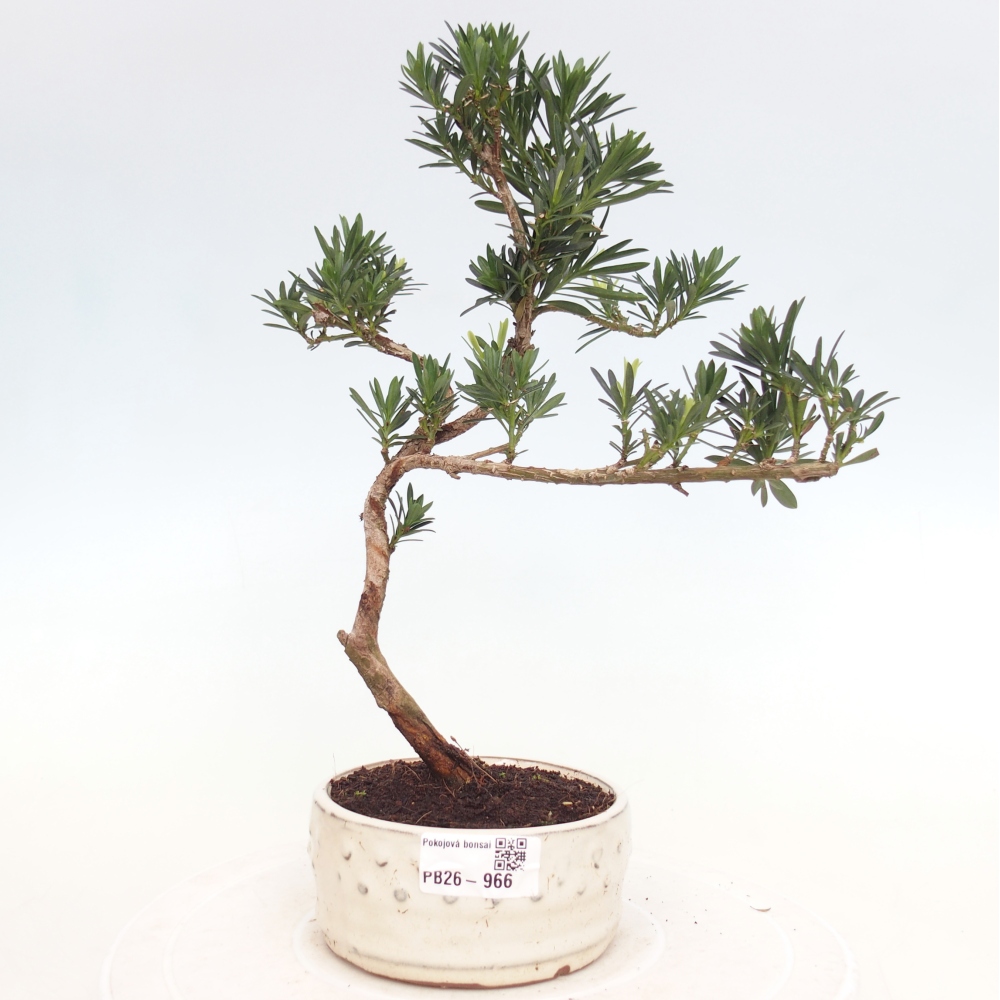 Camera bonsai - Podocarpus - Tasso delle pietre