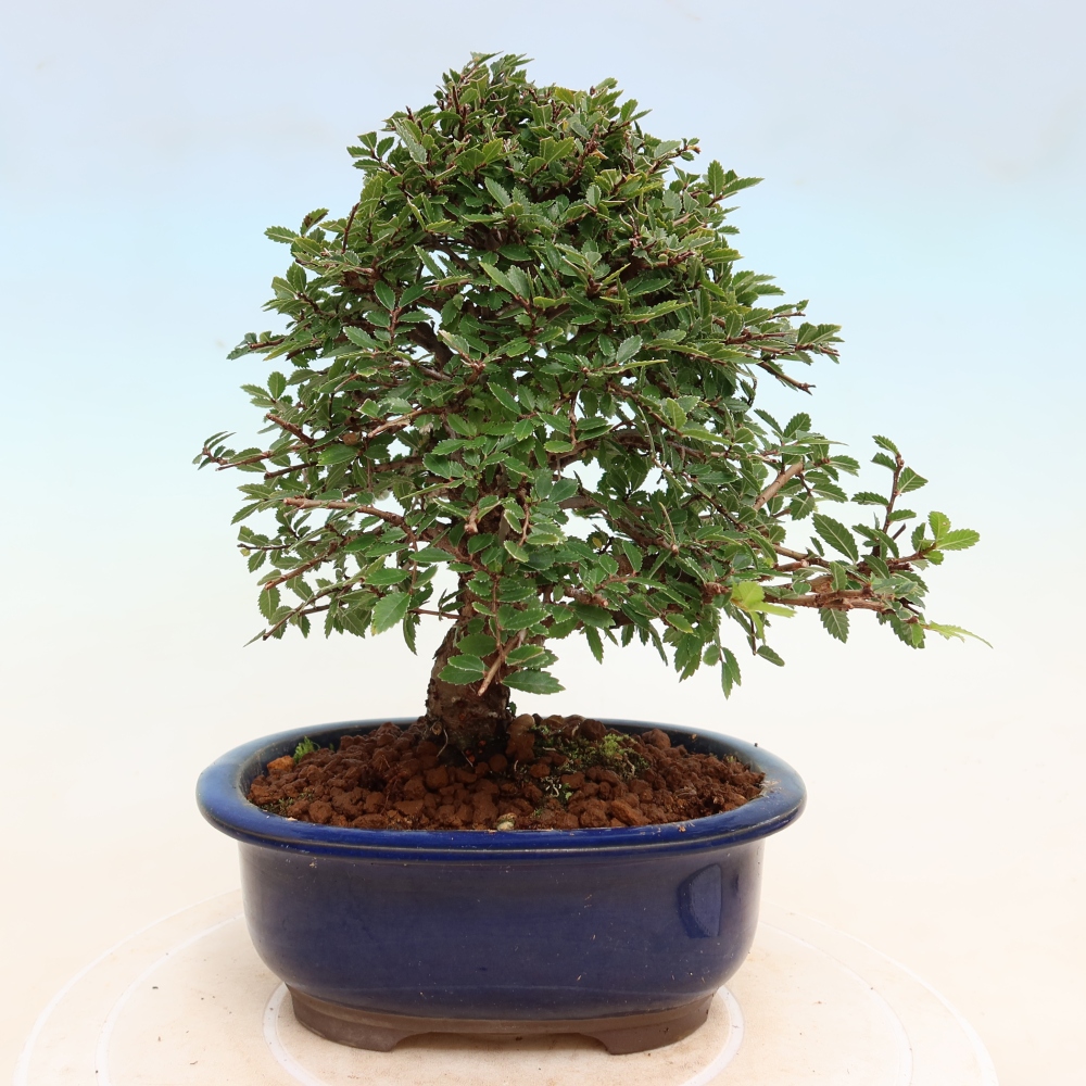 Bonsai da esterno - Zelkova - Zelkova NIRE