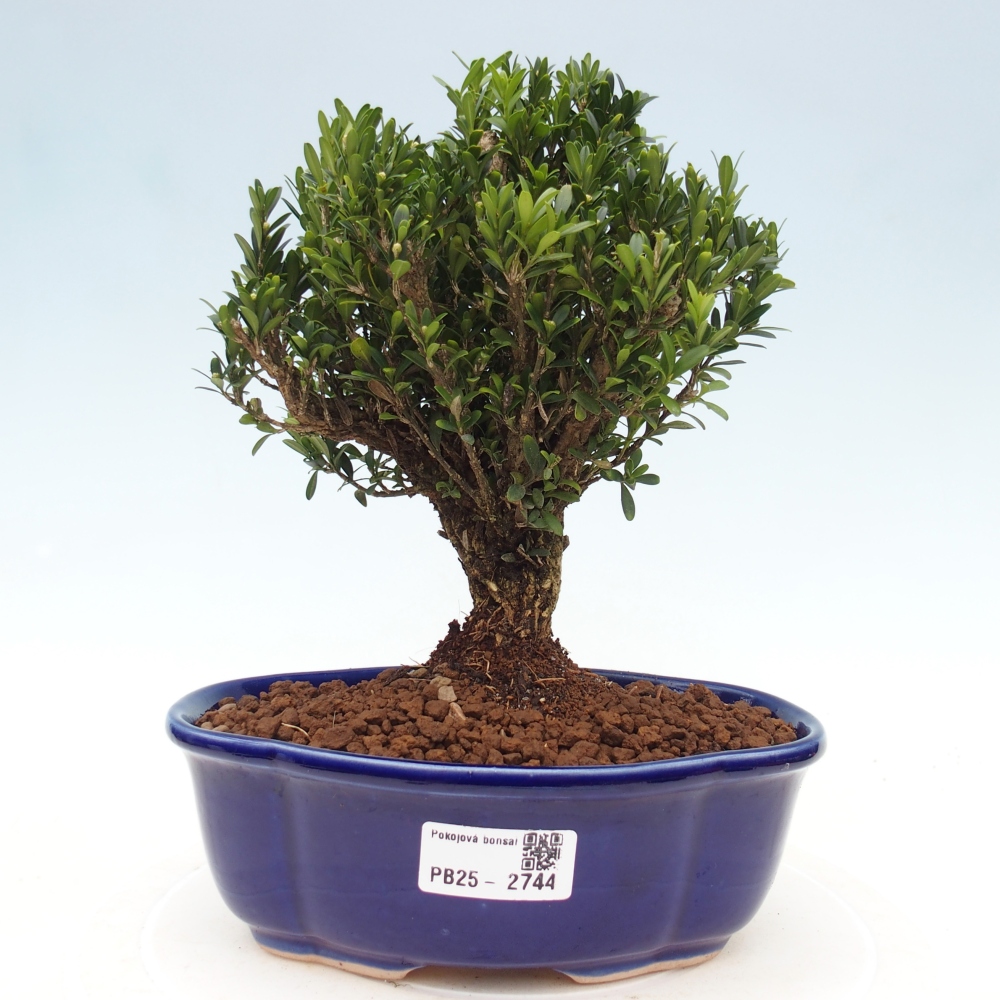 Camera bonsai - Buxus harlandii - buxus da sughero