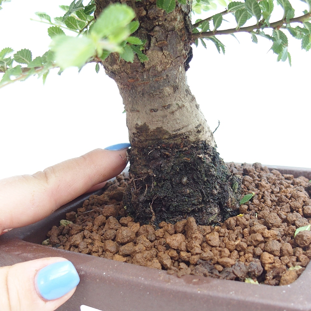 Bonsai da esterno - Ulmus parvifolia Hokkaido - Olmo cinese
