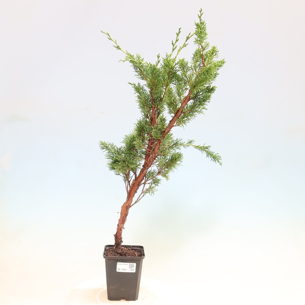 Bonsai da esterno - Juniperus chinensis Kishu