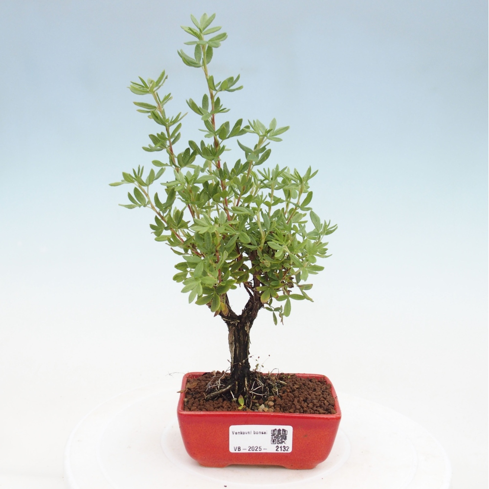 Bonsai da esterno - Potentila fruticosa yellow Bird