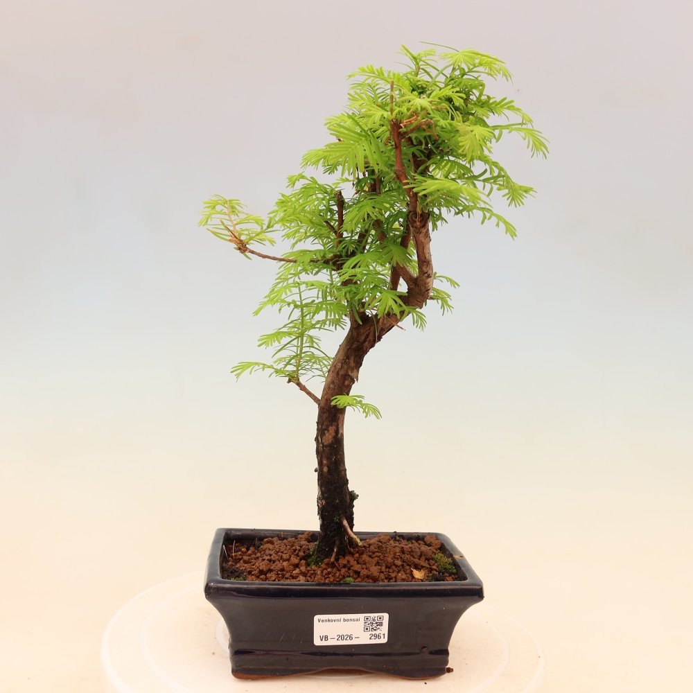 Bonsai da esterno - Metasequoia glyptostroboides - Metasequoia cinese