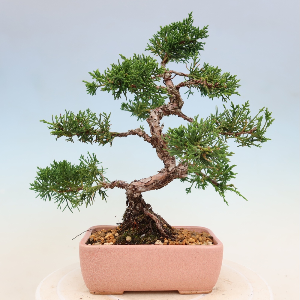Bonsai da esterno - Juniperus chinensis Kishu