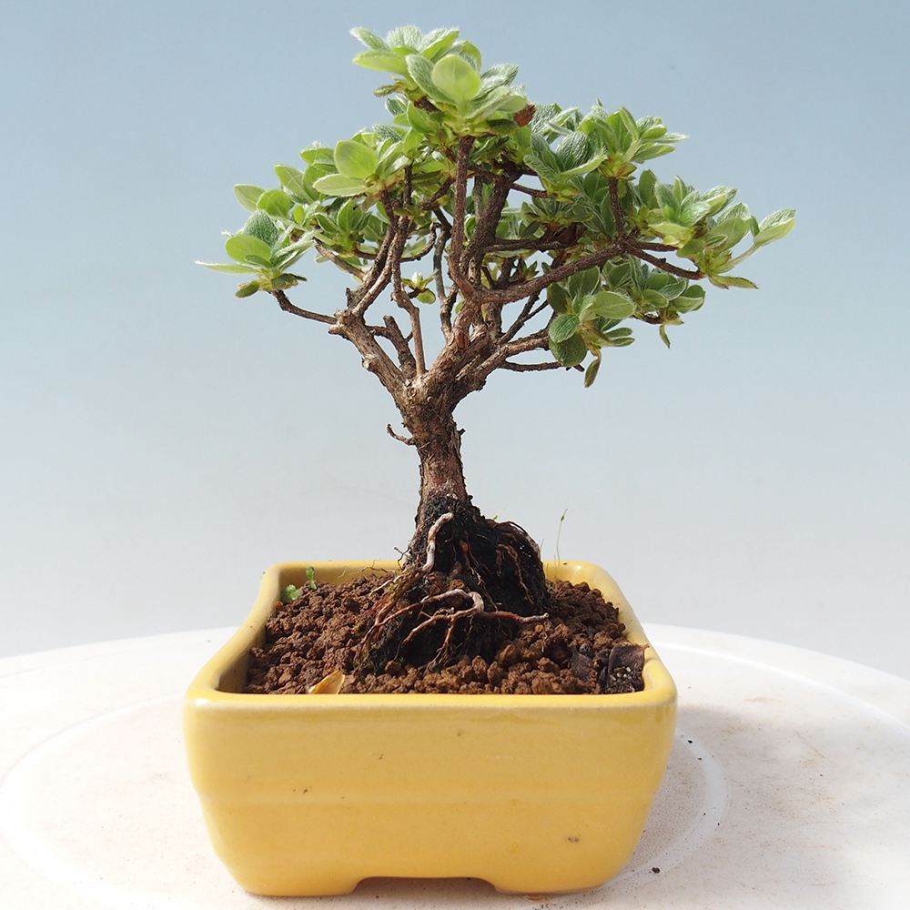 Bonsai da esterno - Rhododendron indicum - Azalea giapponese