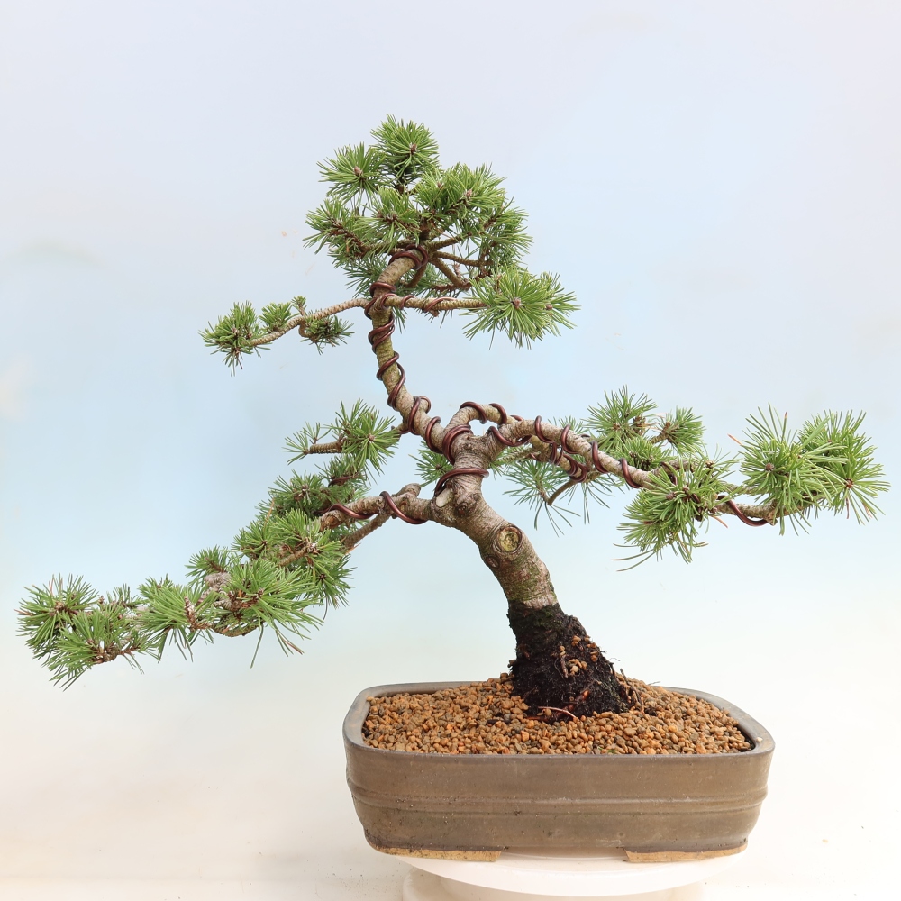 Bonsai da esterno - Pinus mugo Humpy  - Pino mugo