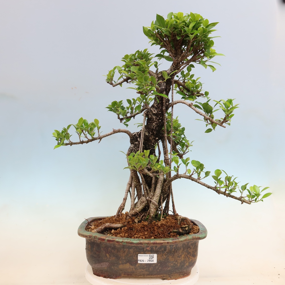 Camera bonsai - Ficus kimmen - ficus a foglie piccole