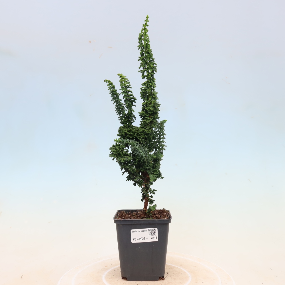 Bonsai da esterno - Cham. obtusa SEKKA HINOKI - Cipresso