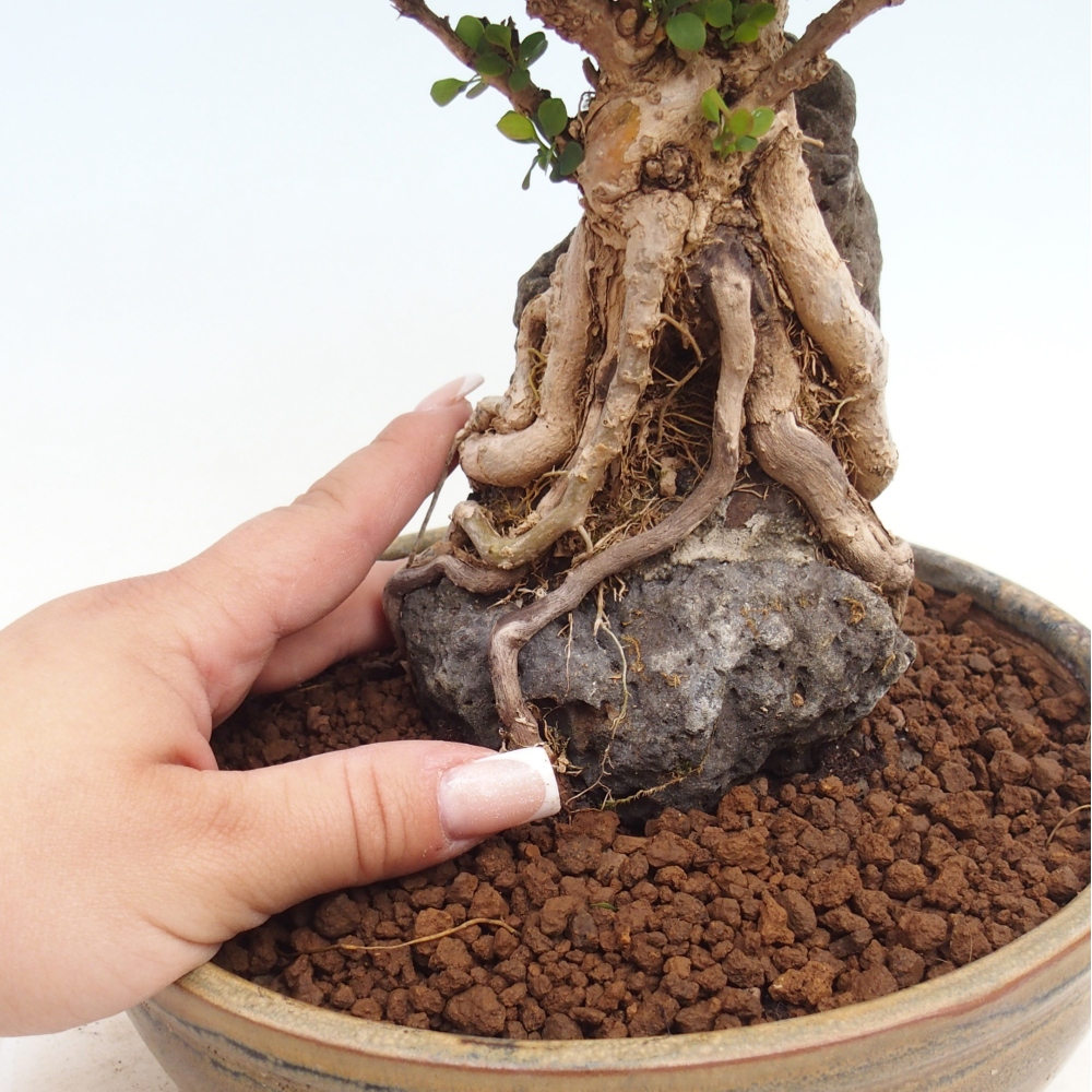 Bonsai da esterno - Berberis coreana