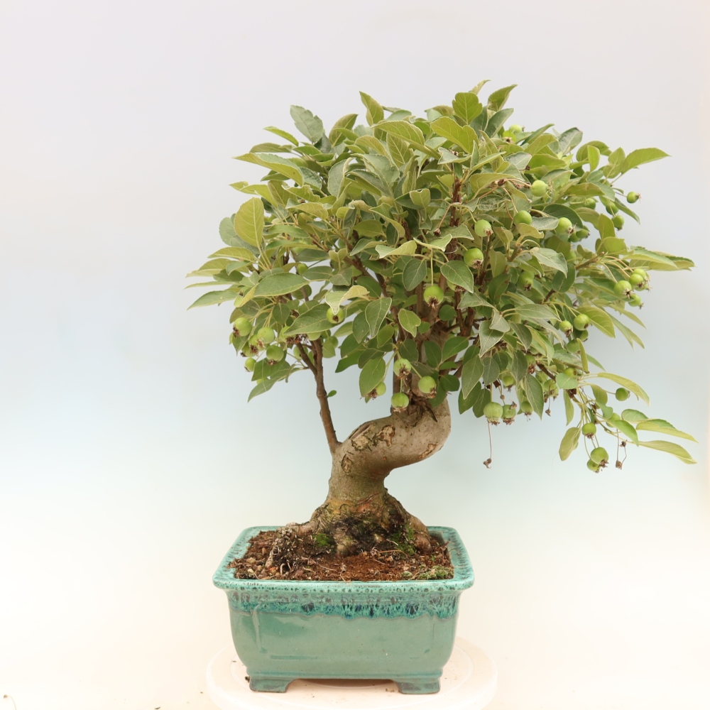 Bonsai da esterno -Malus halliana - Melo a frutto piccolo