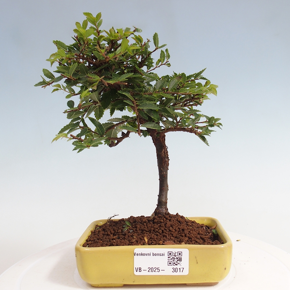 Bonsai da esterno - Ulmus parvifolia Sagei - Olmo a foglie piccole