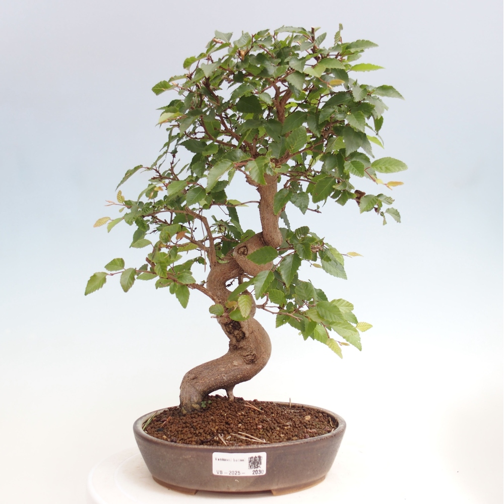 Bonsai da esterno -Carpinus CARPINOIDES - Carpino coreano