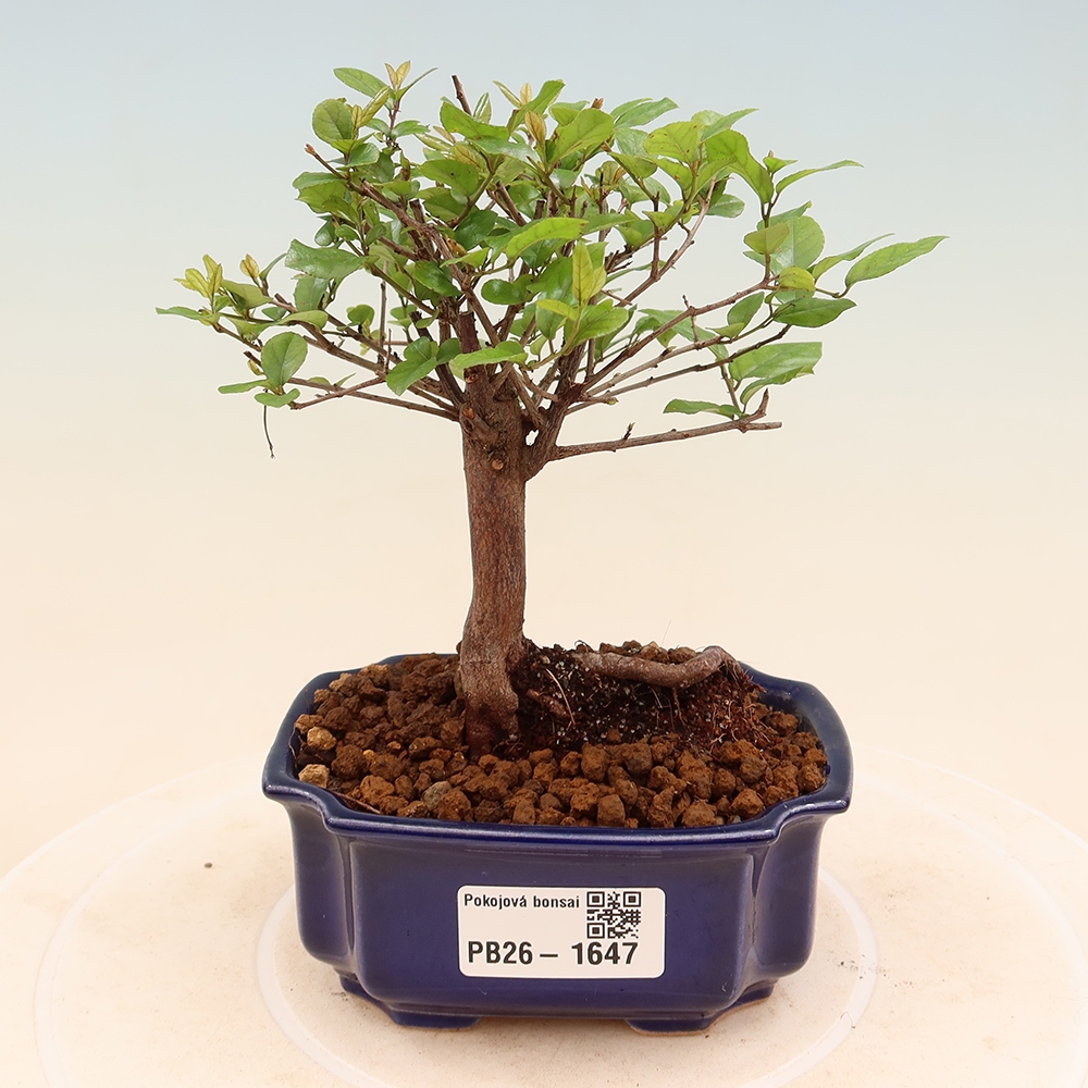 Camera bonsai - Sageretia thea - Sageretia thea