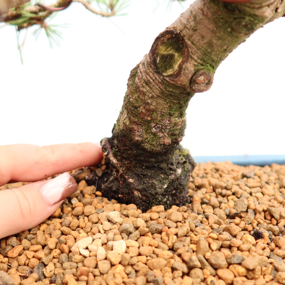 Bonsai da esterno - Pinus mugo Humpy  - Pino mugo